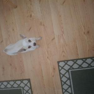 Image of Unknown, Found Dog