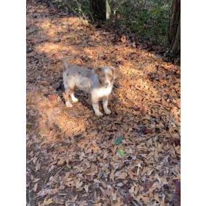 Image of Finn, Lost Dog