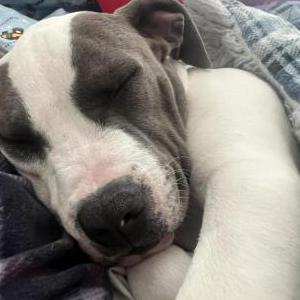 Image of Unknown, Found Dog