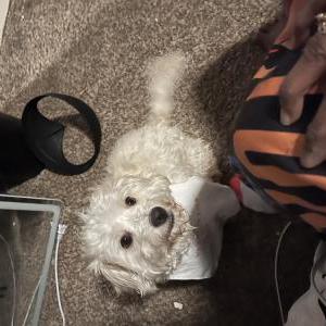 Image of Boy, Lost Dog