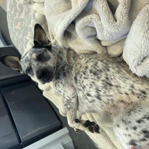 Image of Unsure, Found Dog