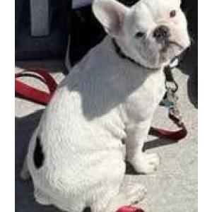 Image of Yahtzee, Lost Dog