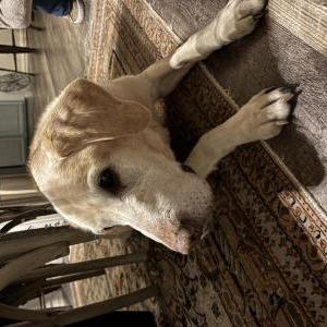 Image of Unknown, Found Dog