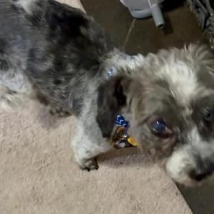 Image of Ricky Bobby, Lost Dog