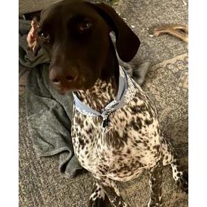 Image of Beans, Lost Dog