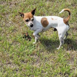 Image of Baby?! Unsure, Lost Dog