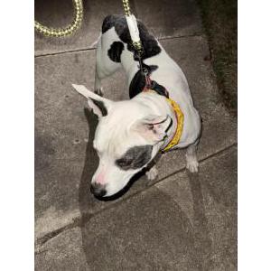 Image of Unknown, Found Dog