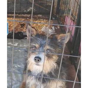 Image of Ray Ray RAY-RAY, Lost Dog