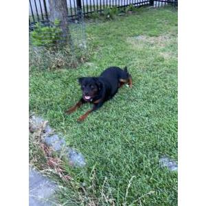 Image of Rambo, Lost Dog