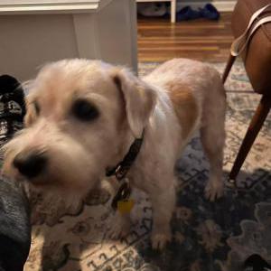 Image of Bullet, Lost Dog