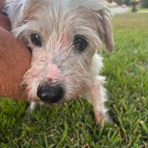 2nd Image of Bullet, Lost Dog