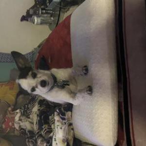 Image of Ody, Lost Dog