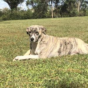 Image of Nala, Lost Dog