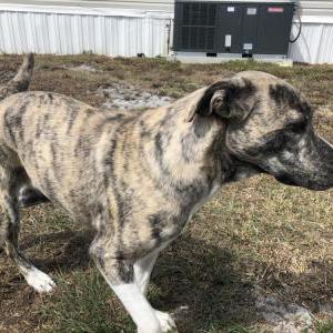 2nd Image of Nala, Lost Dog