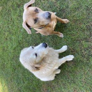 Lost Dog Chapo