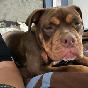 Image of Sheba, Lost Dog