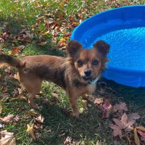 Image of Wookie, Lost Dog