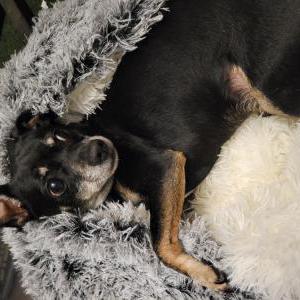 Lost Dog Piper