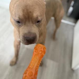 Image of Gesha, Lost Dog