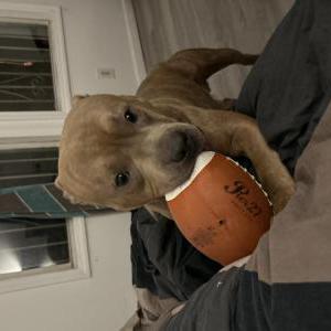 2nd Image of Gesha, Lost Dog