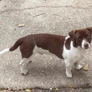 Image of PATCHES, Lost Dog