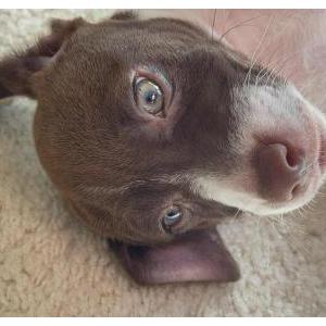 2nd Image of PATCHES, Lost Dog