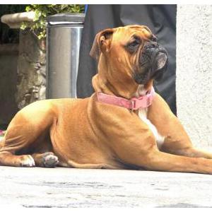 Image of Lady, Lost Dog