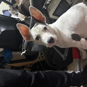 Lost Dog Addy or turkey