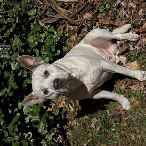 Image of Unknown, Found Dog