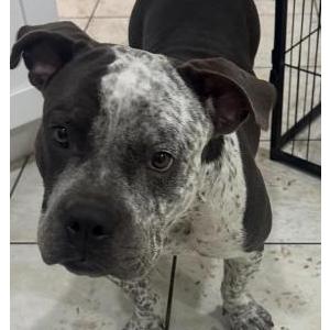 Image of Blossom, Lost Dog