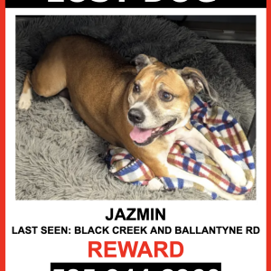 Image of JAZMIN, Lost Dog