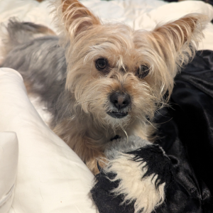 Image of Buddy, Lost Dog