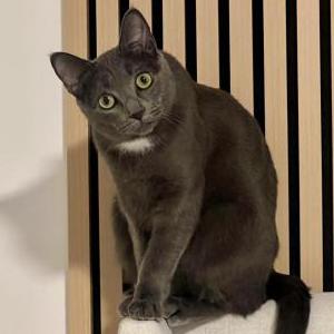 Image of Ziba, Lost Cat