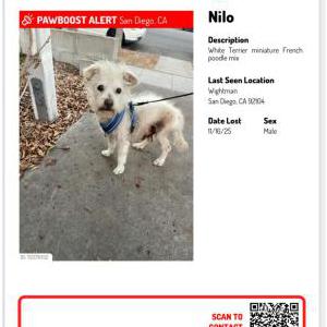 Image of Nilo, Lost Dog