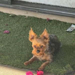 Image of Wesson, Lost Dog