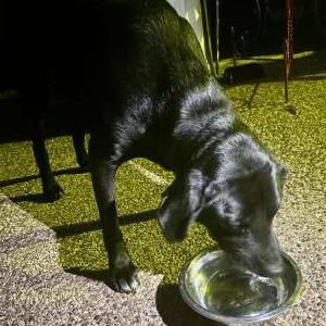 Image of Unknown, Found Dog