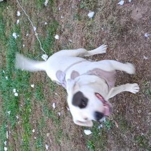 Image of Odin, Lost Dog