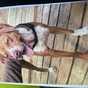 Image of Cash, Lost Dog