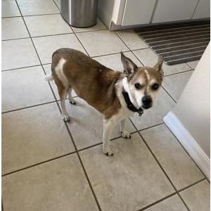 Image of Marvel, Lost Dog