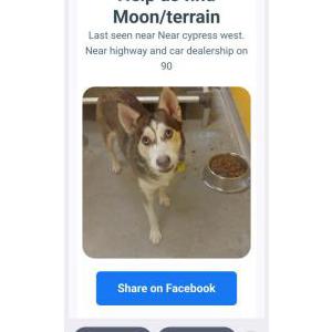 Image of Moon/Terrain, Lost Dog