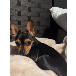 Image of Tama, Lost Dog