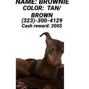 Lost Dog Brownie