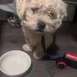 Image of Bambi, Lost Dog