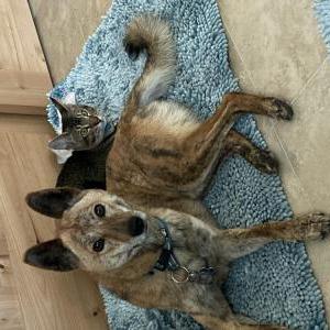 Image of Rhonda Reyna, Lost Dog