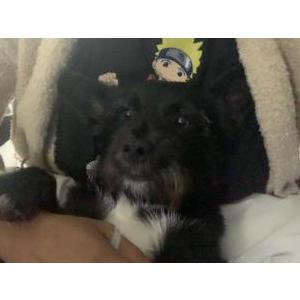 Image of Leo, Lost Dog