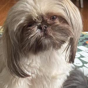 Image of Snortie, Lost Dog