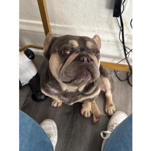 Image of Bruno, Lost Dog