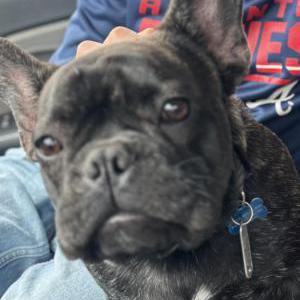 Image of Rocky, Lost Dog