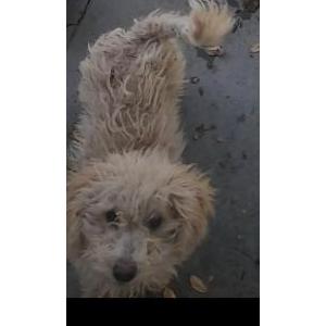 Image of Kiko, Lost Dog