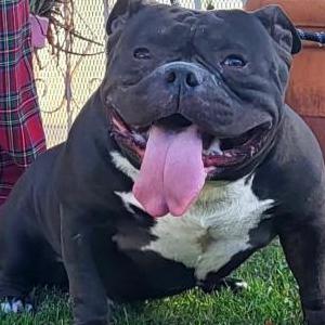 Image of Oreo, Lost Dog